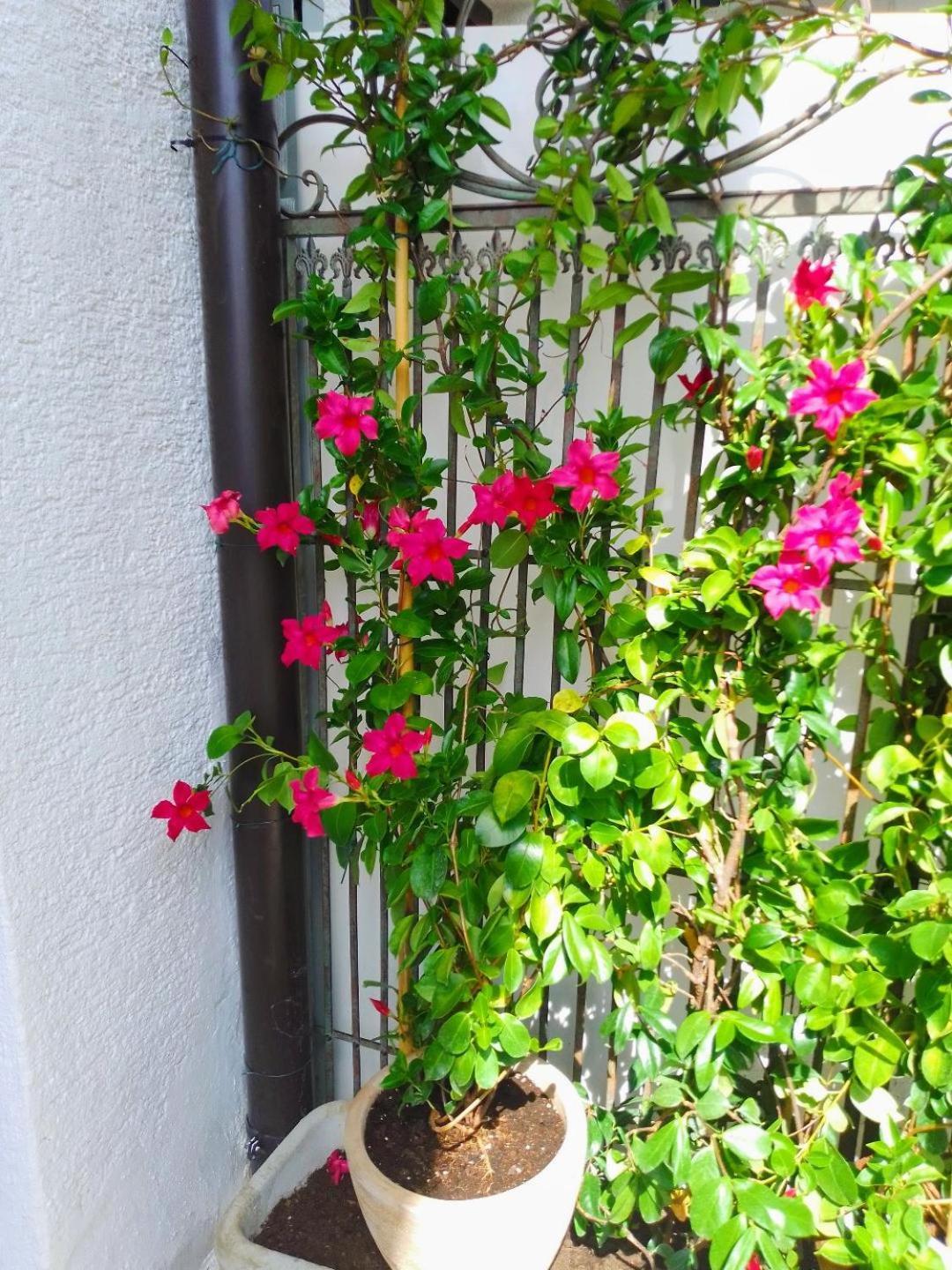 Apartmani Donna Poreč Exteriör bild
